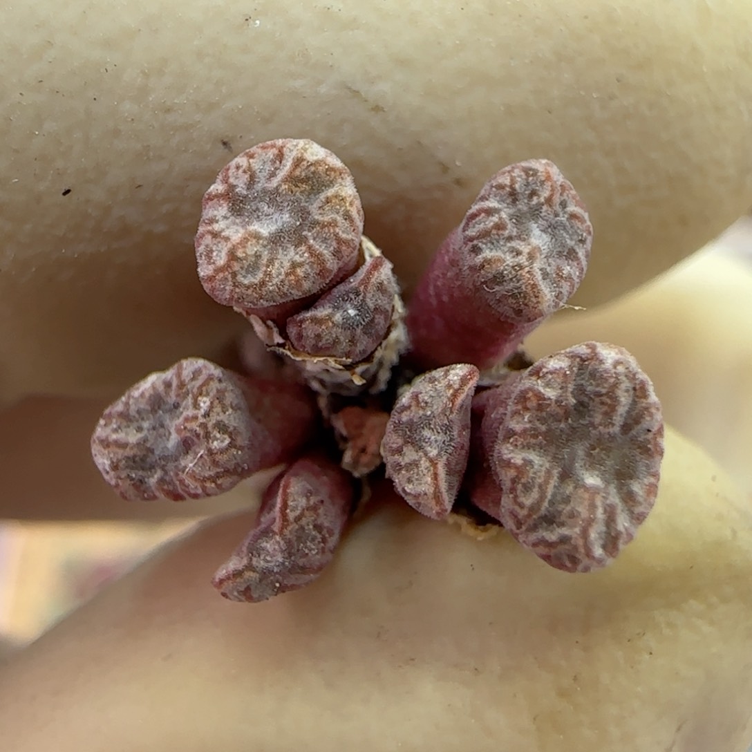 940红珊瑚小型种