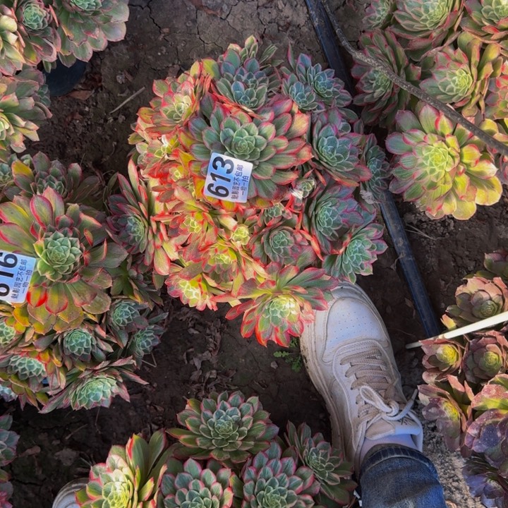 微*莲花两个27-39包邮花花