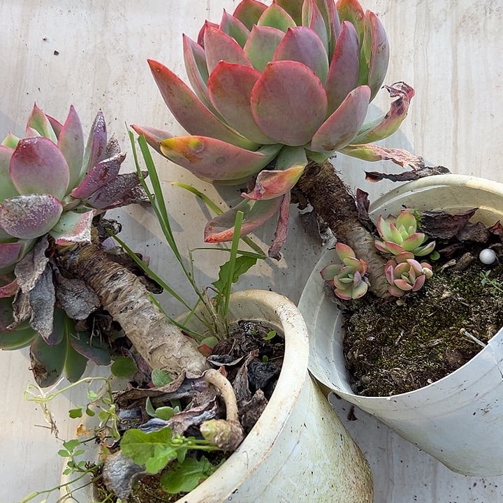 绮罗仙子不缀2盆。             