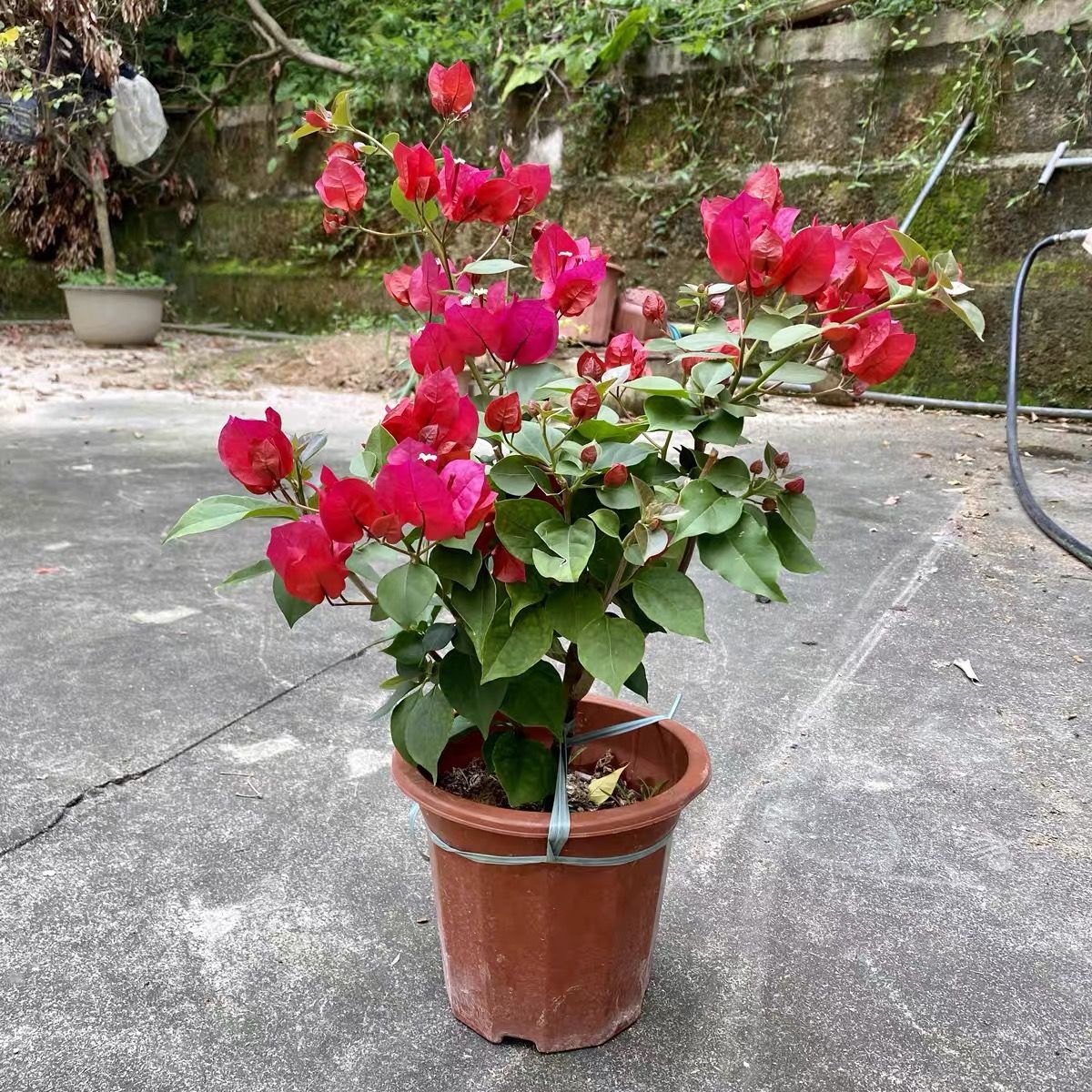 三角梅中国红潮州红大苗懒人庭院勤花耐寒四季开花爬藤带花发货