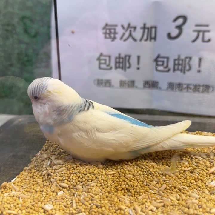 虎皮鹦鹉大头虎皮鹦鹉