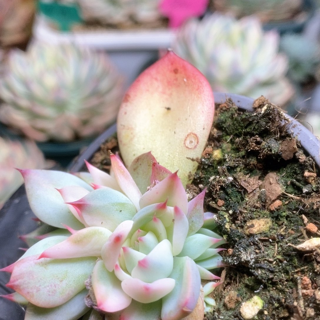 087锦锦锦锦锦锦锦锦