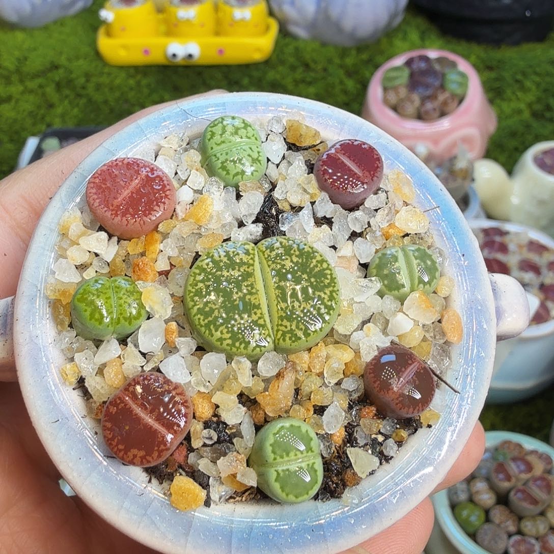 睡***觉多肉植物福利冲1013