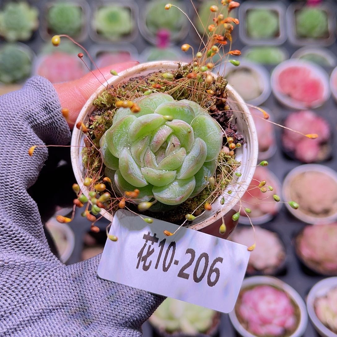 花10-206新品单头