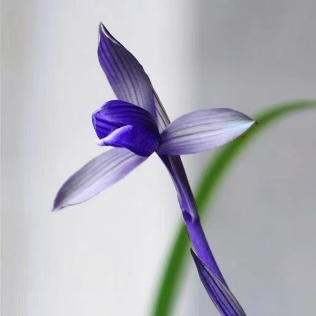 寒兰(紫水晶）花舌带水晶艺浓香型兰花苗室内花卉盆栽好养易活绿植
