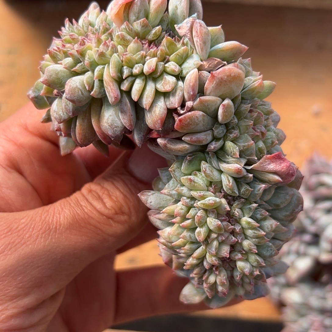 新年快乐 新年快乐