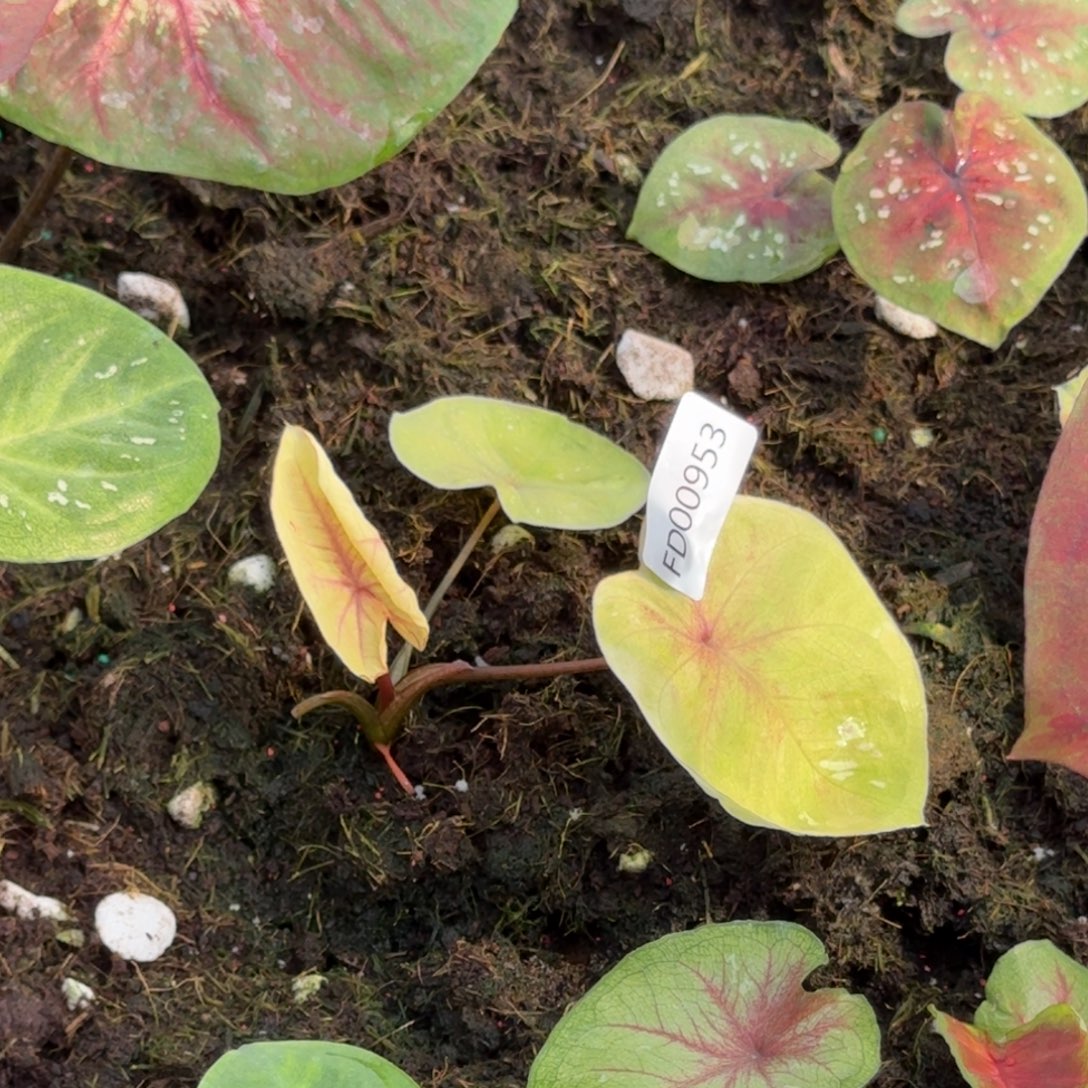 ****粒无花朵海王发货00953