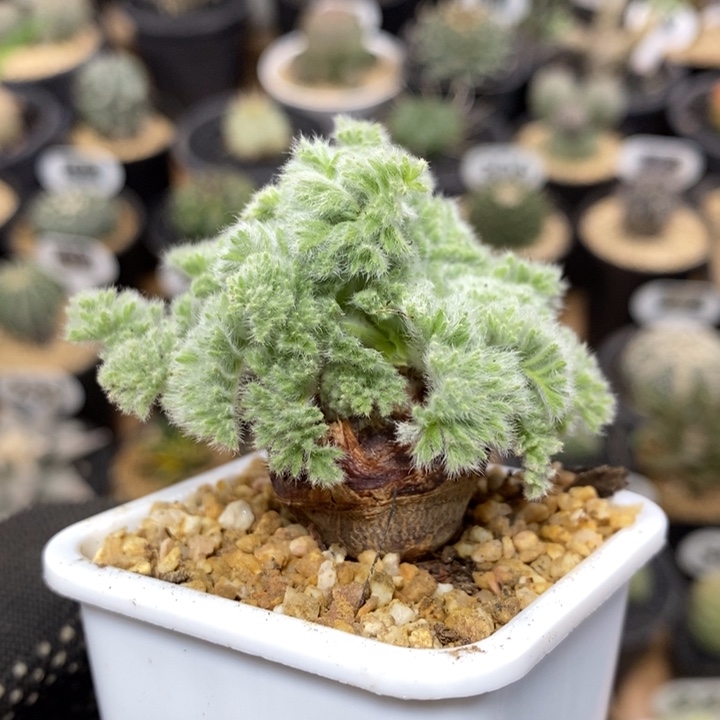 实生羽叶洋葵233号2.5cm