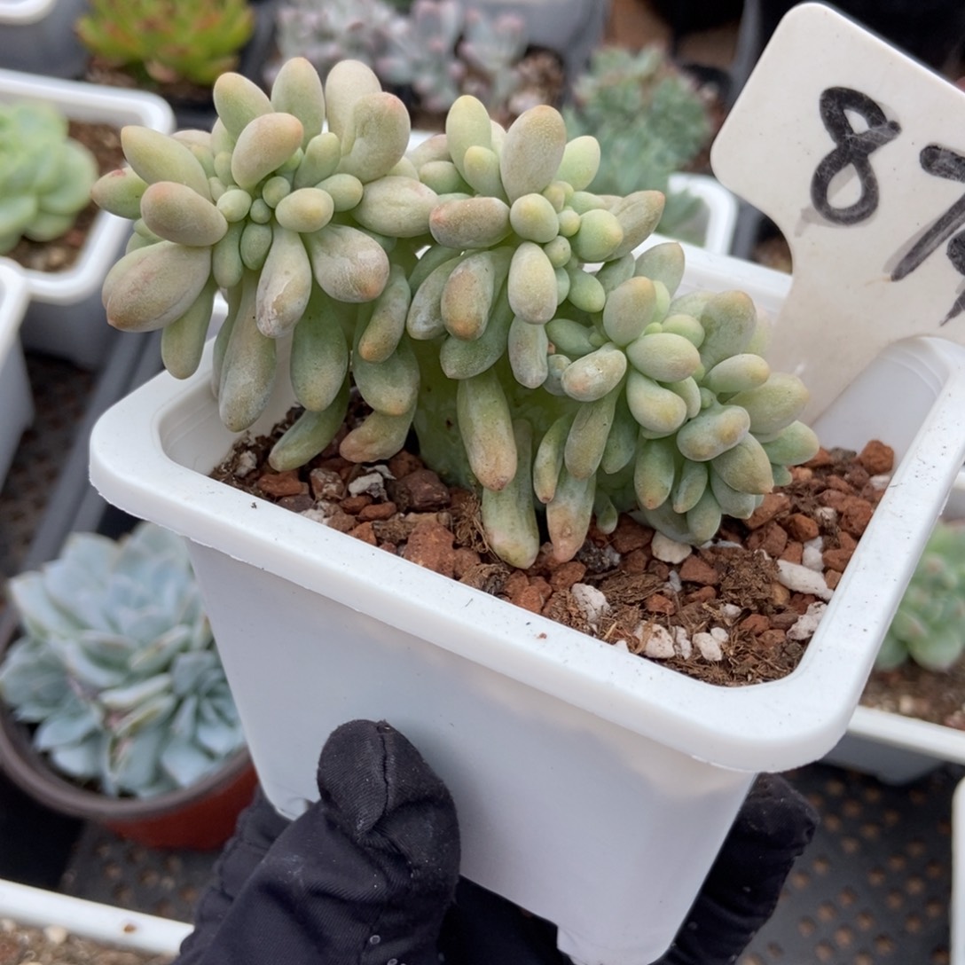 874汤圆缀duopoly was