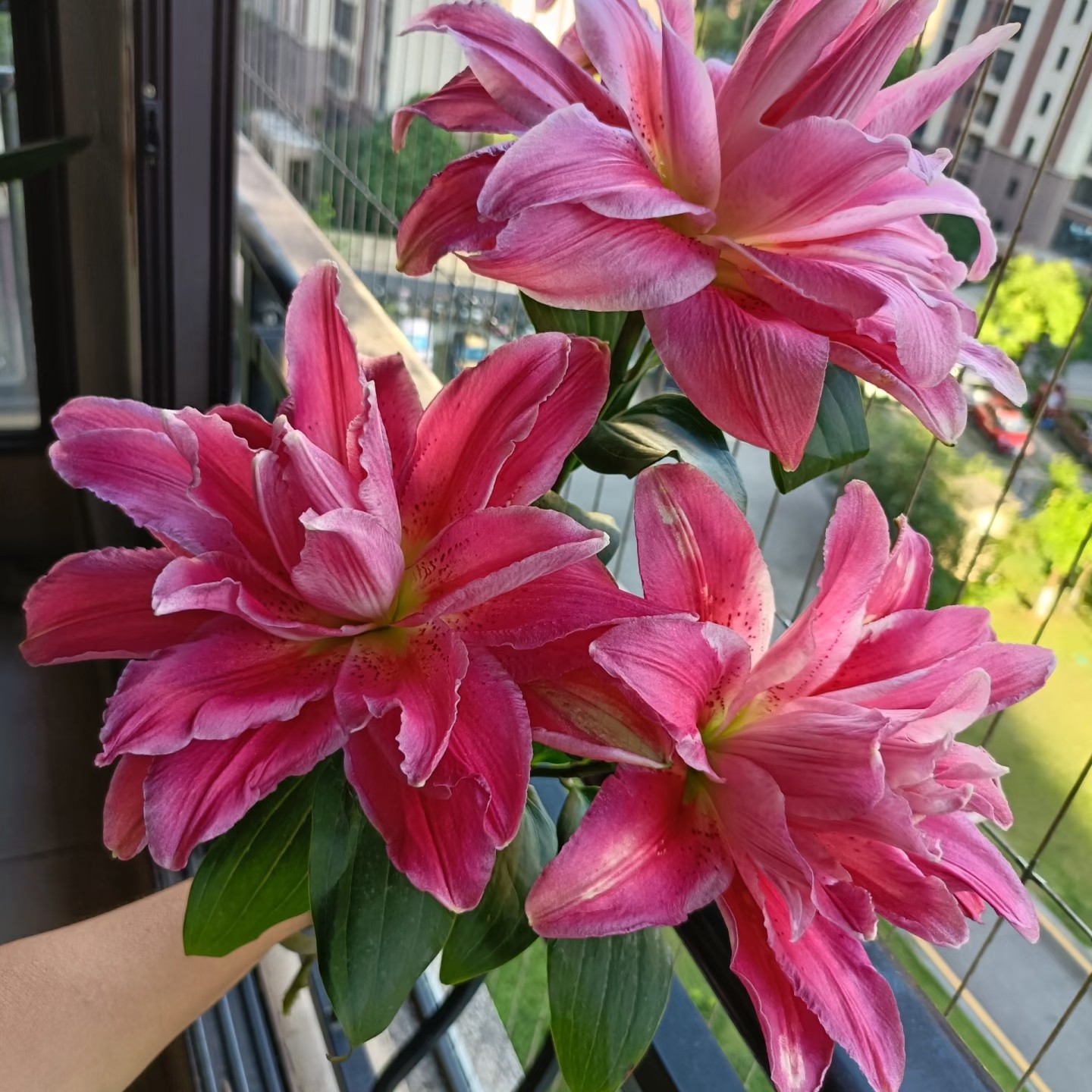 年香水百合【大球红美人】种球1颗18-20cm重瓣百合秋百合