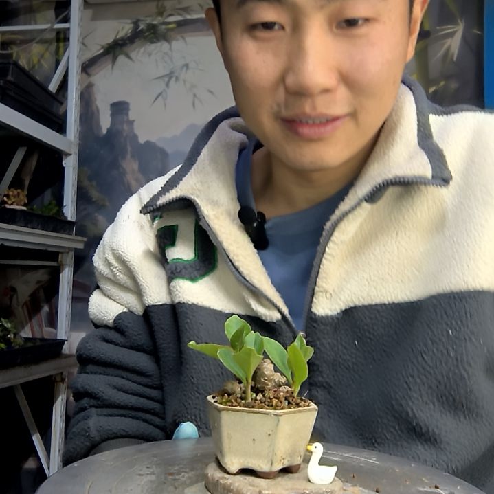 陈****中青园艺一物一拍花452
