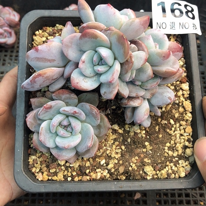 星影石榴籽福利出咯 168