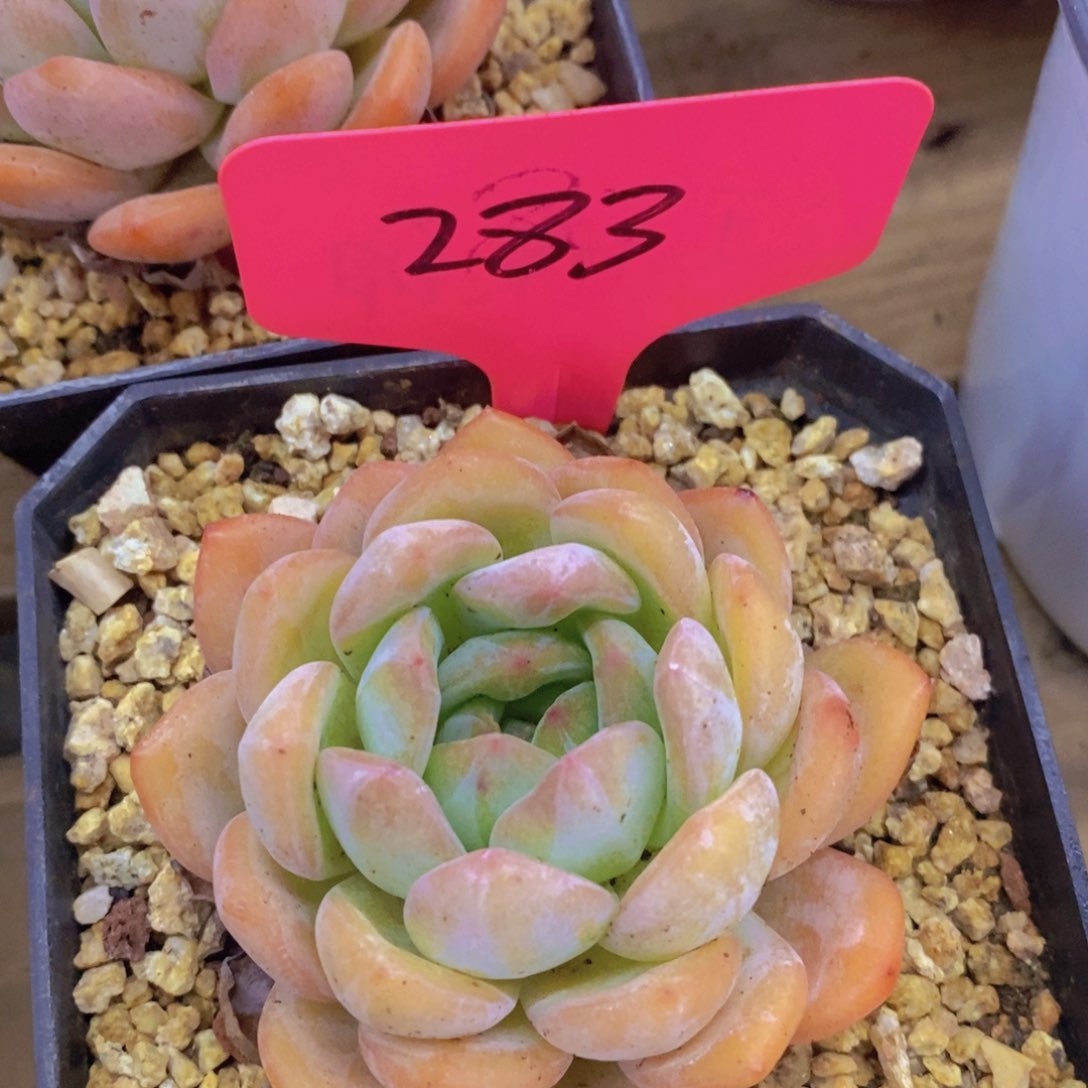 多肉植物，一物一拍