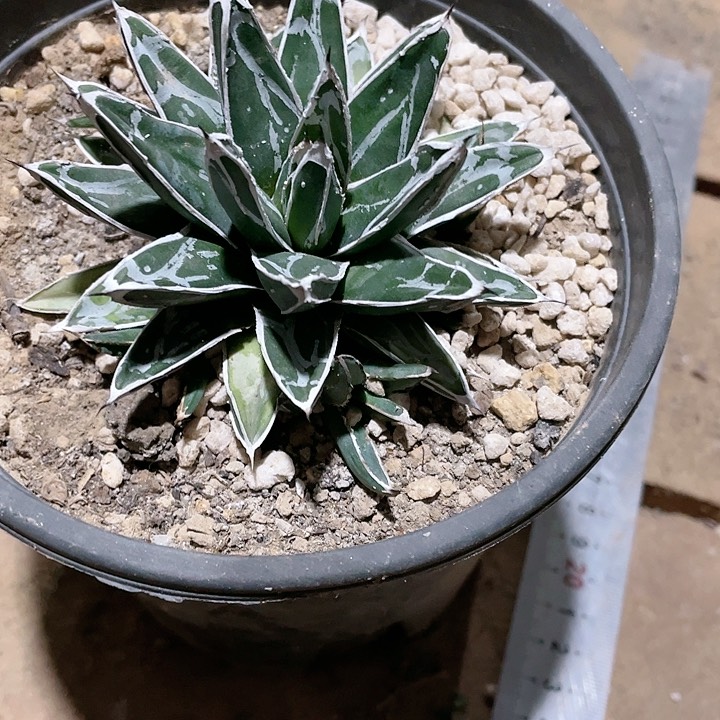 L*琴龙舌兰弄白小包邮包邮