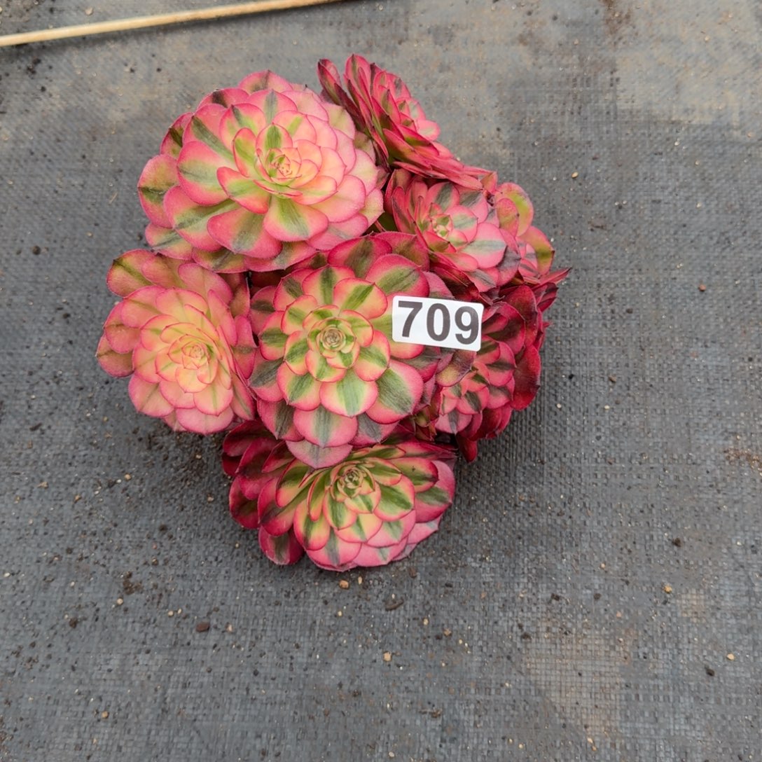 六***巷709多肉植物荔枝有砍