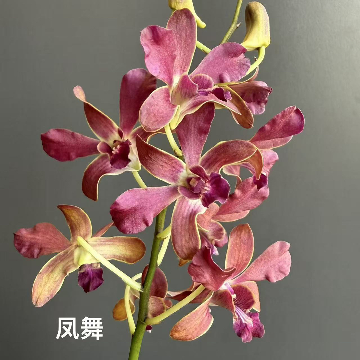【小胖】 【凤舞】昆明基地直发 冻伤不售后