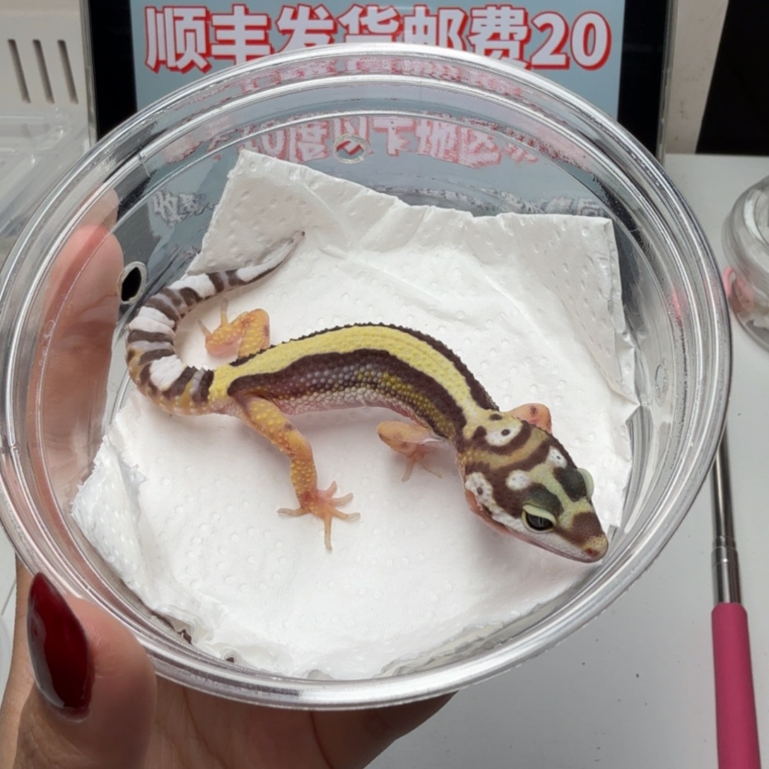 豹纹守宫土匪妹妹