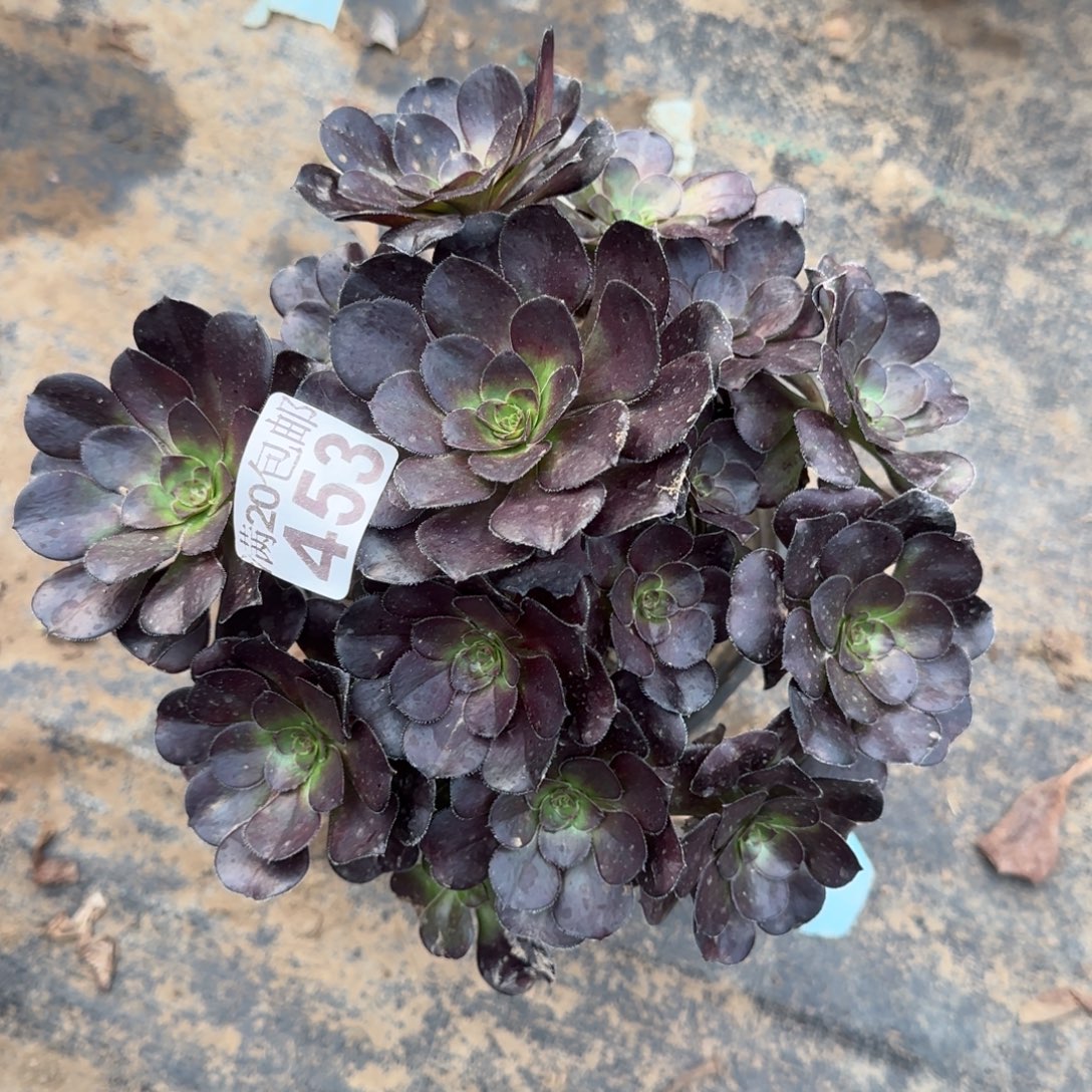 黑圆叶453满20包邮断枝不包