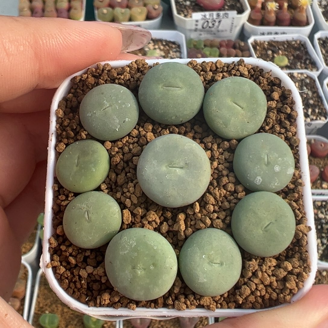 021大型红嘴裸根发货