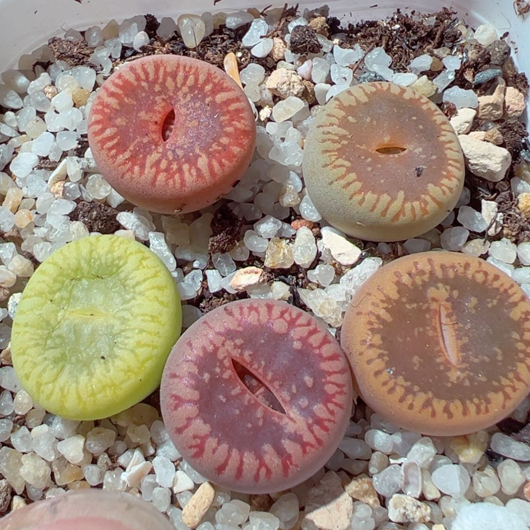 0204-169.我是真的不