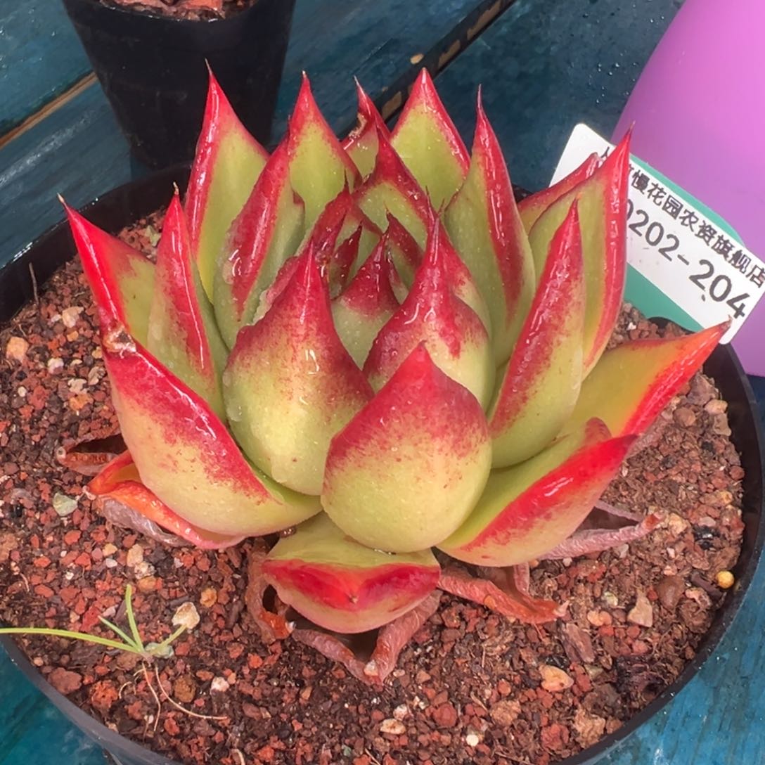 多肉一物一拍0202-204