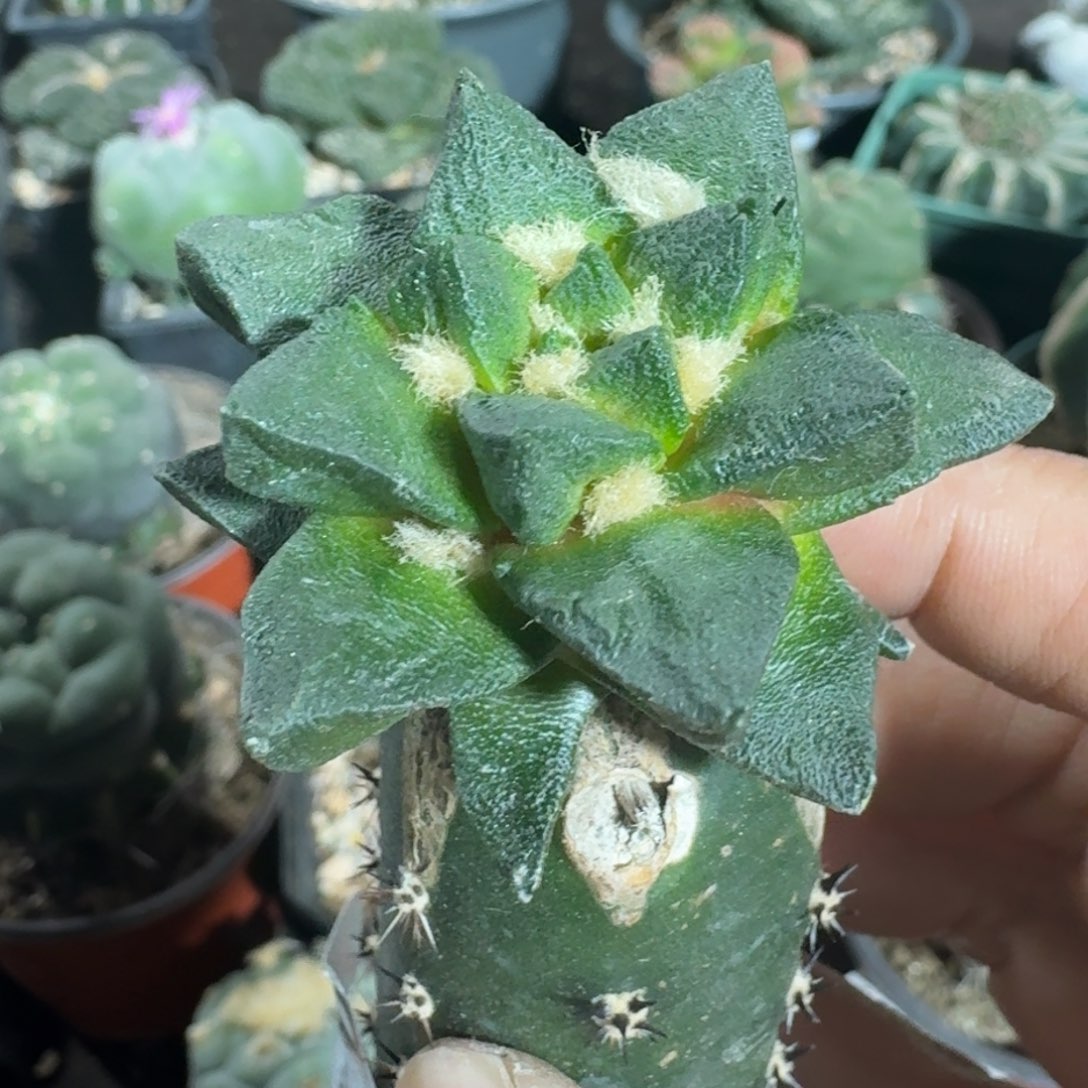 【闪购商品】大尤龙角618