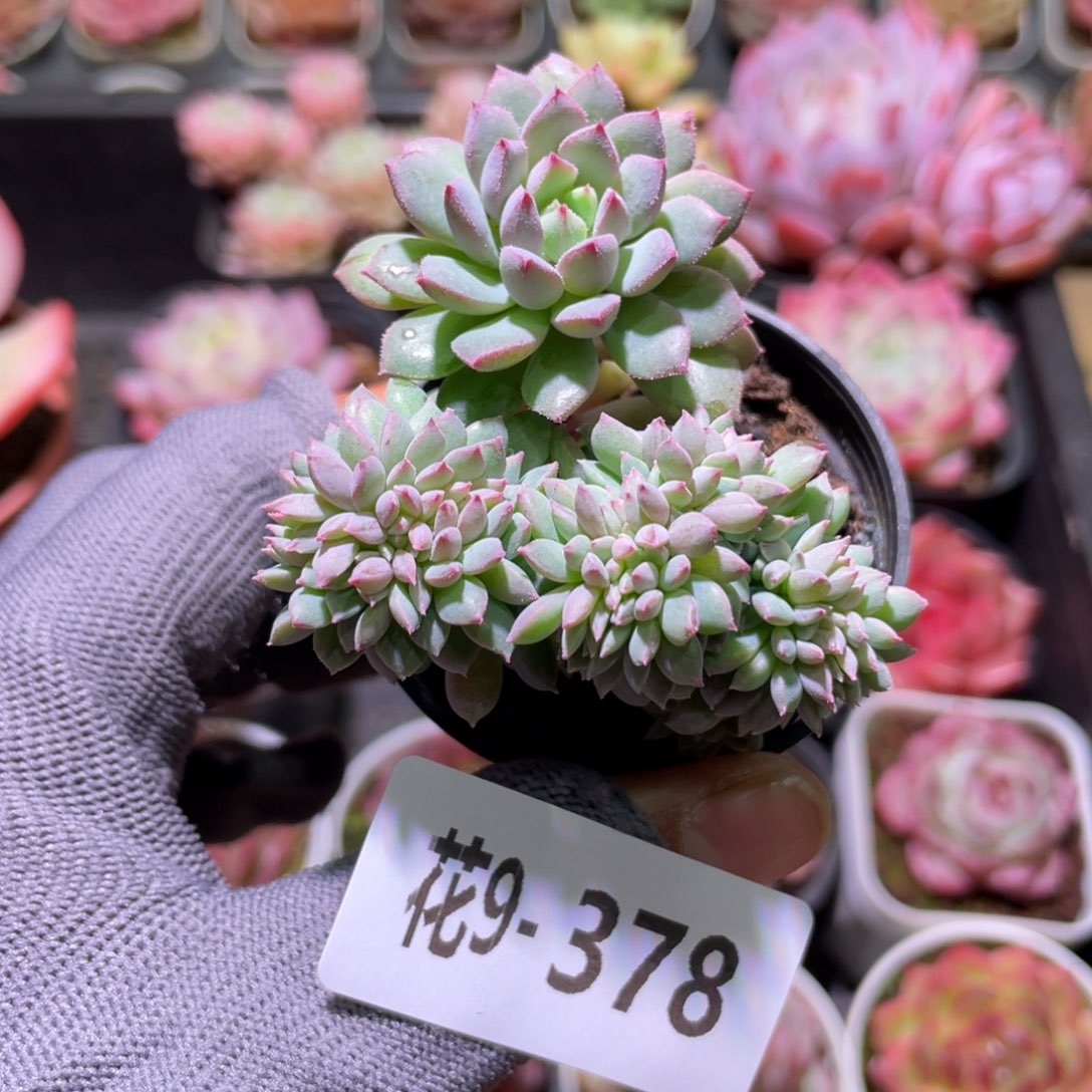 花利美9-378莱恩小精灵缀化