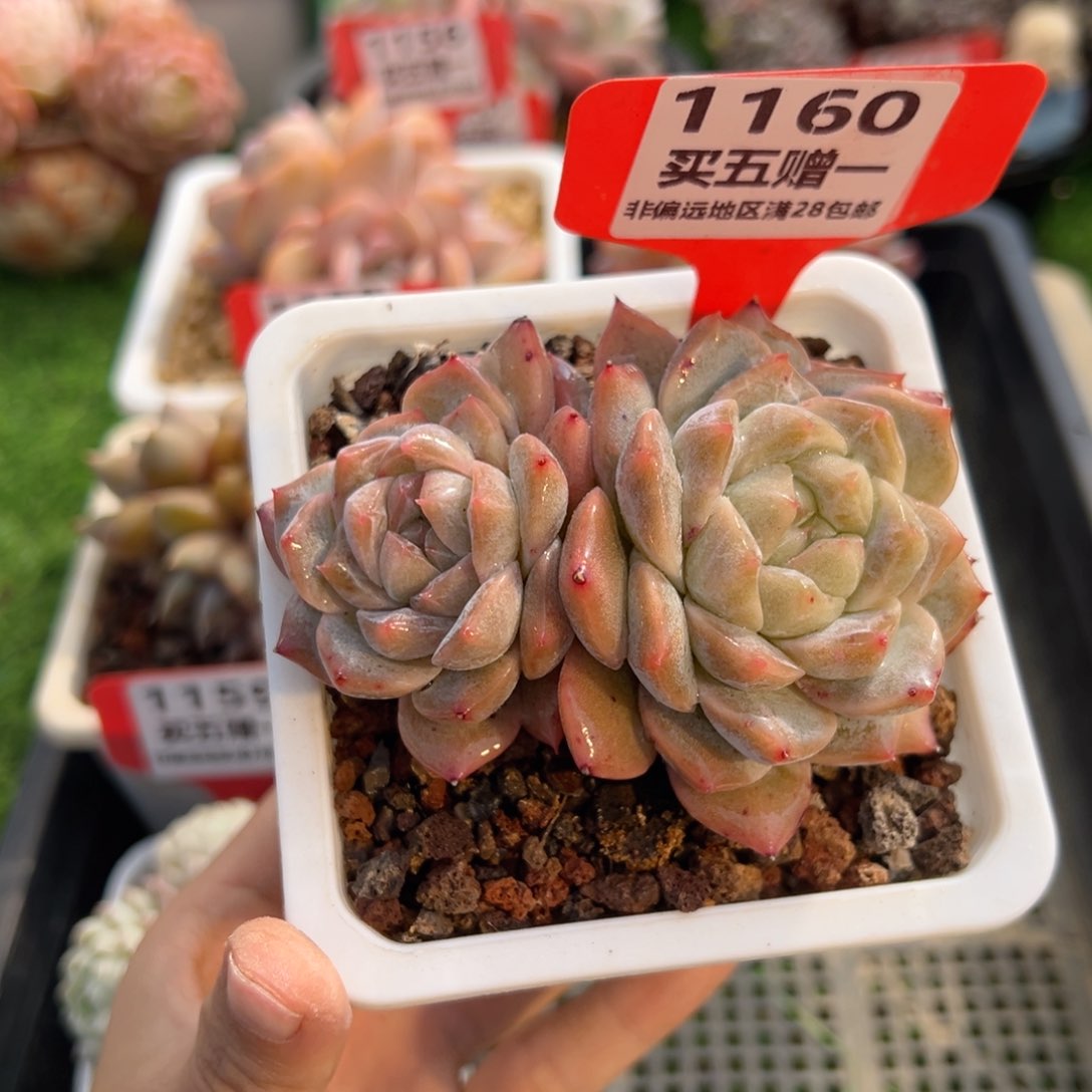 表妹精品多肉1160.