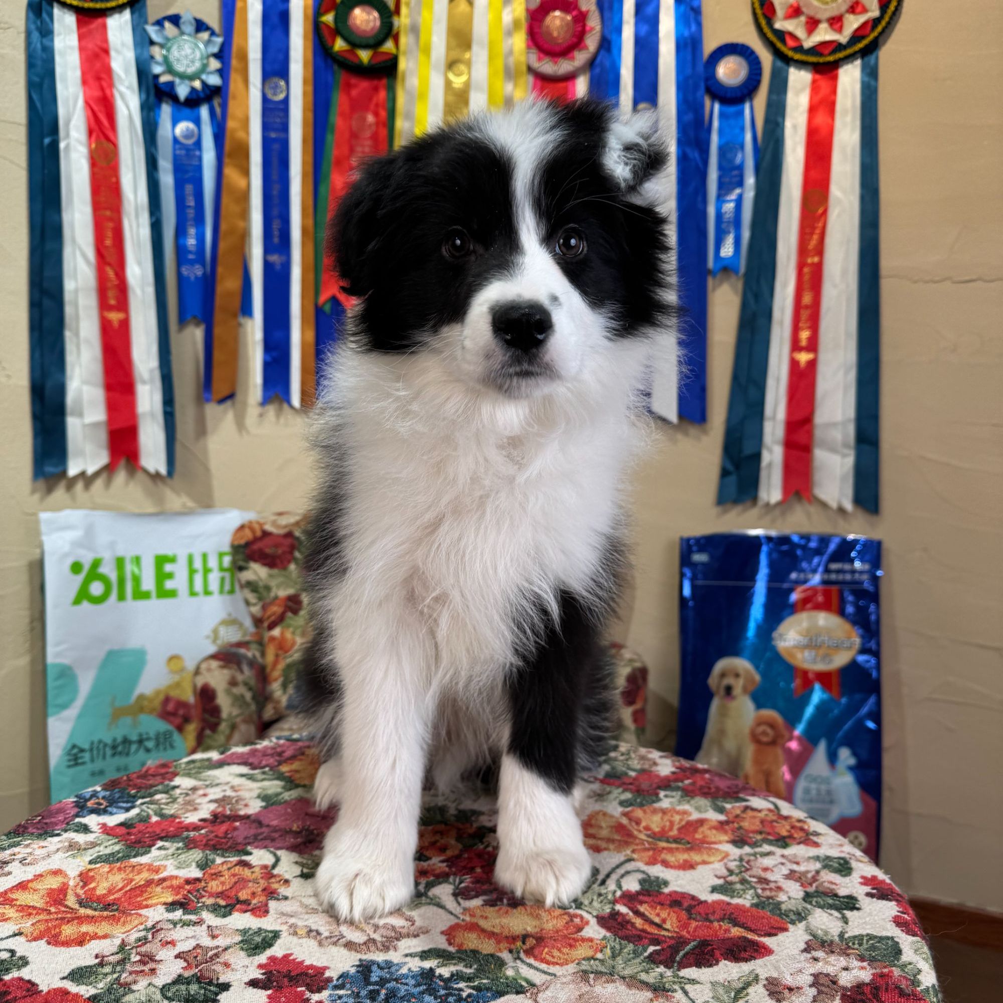 【摩根帝国专属】（绿豆）黑白弟弟边牧犬狗狗