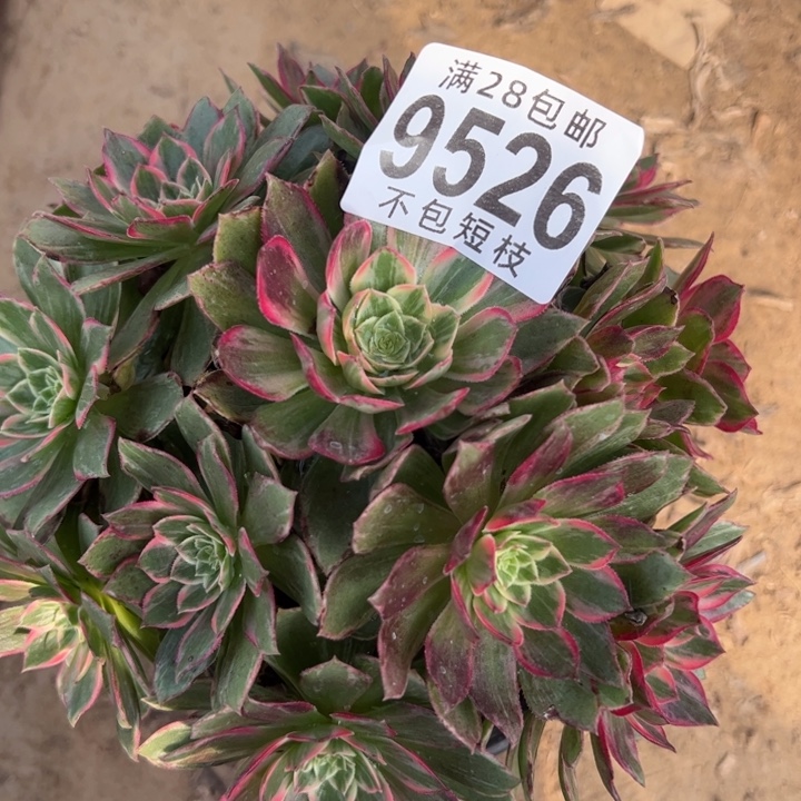 万话筒多肉植物法师9526