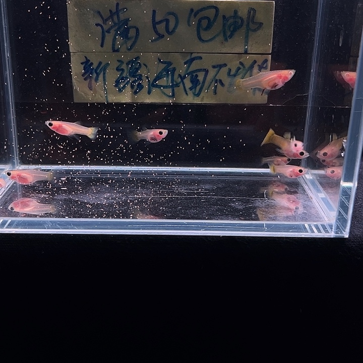 孔雀鱼黄金玻璃猫