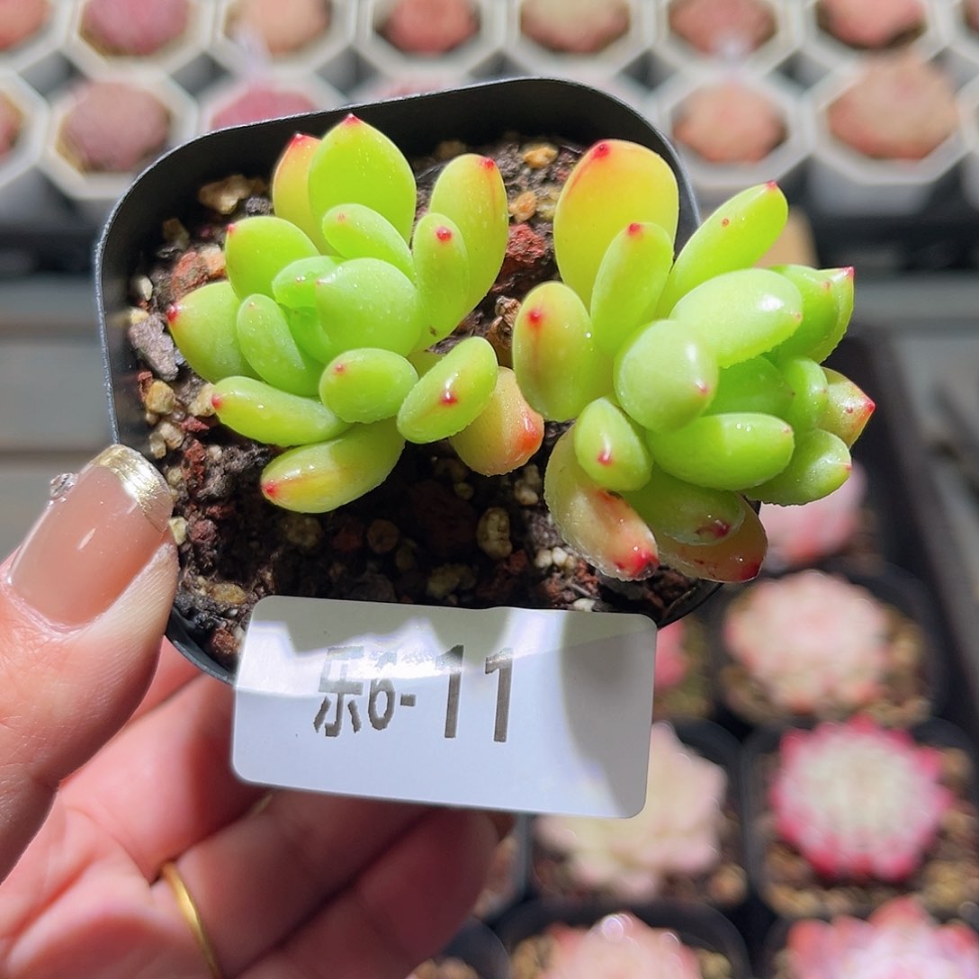 乐6-11 凝脂莲双头