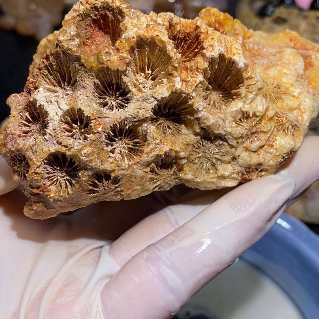 【闪购商品】硅化玉珊瑚玉未镶嵌