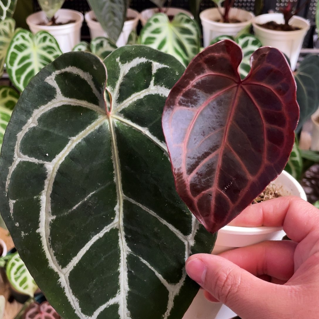 完全开放红水晶杂黑水晶