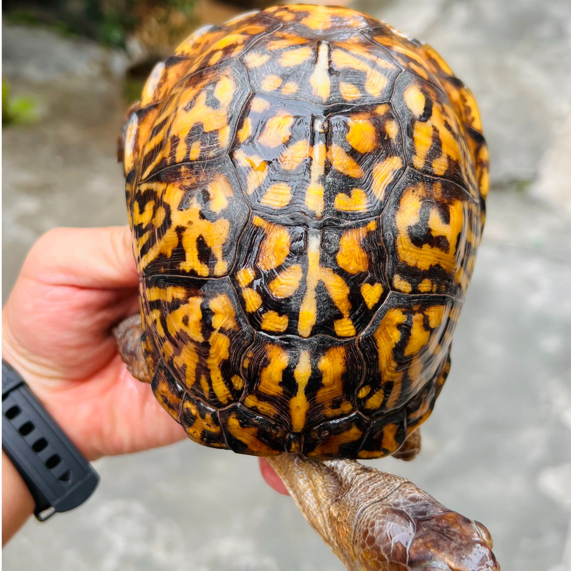 人工繁育满花成熟黄系东部箱龟公宠物观赏箱龟活体