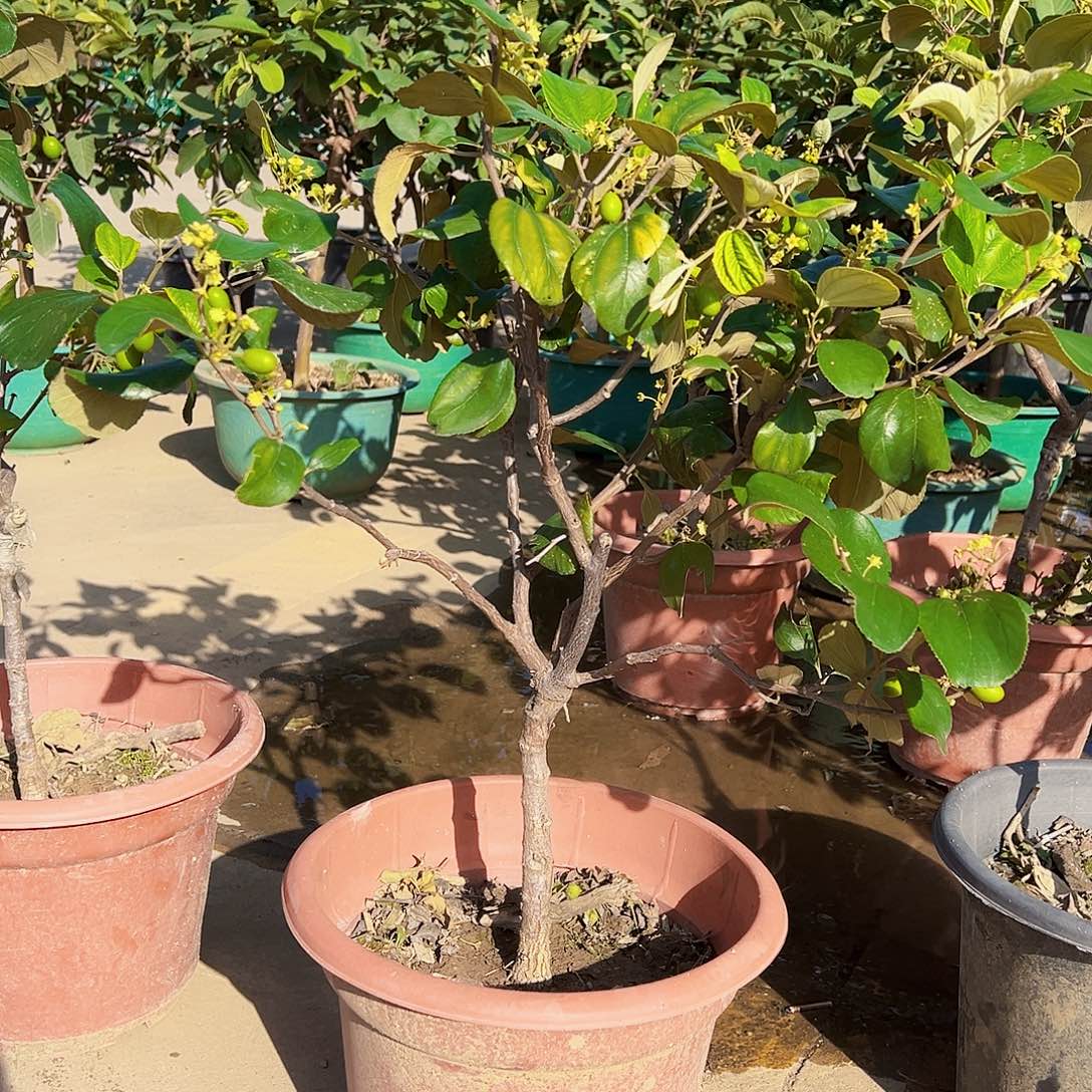 兴***念完全开放苹果奶油枣树