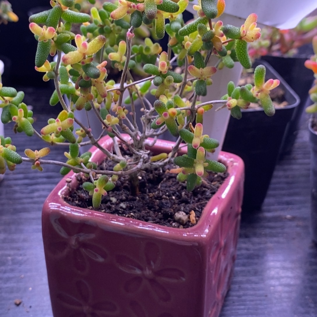 35飞机猪带盆。       