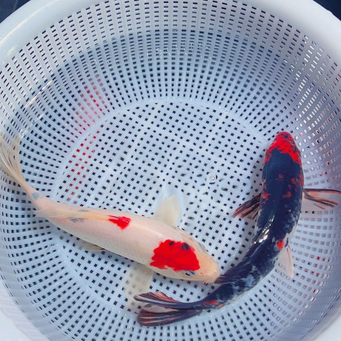 锦鲤锦鲤观赏鱼1111