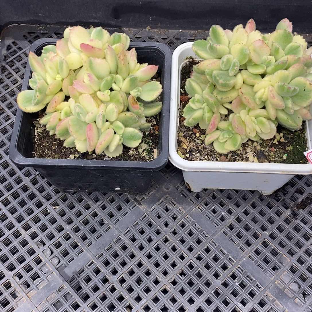 倪*野2146 大白熊两颗 