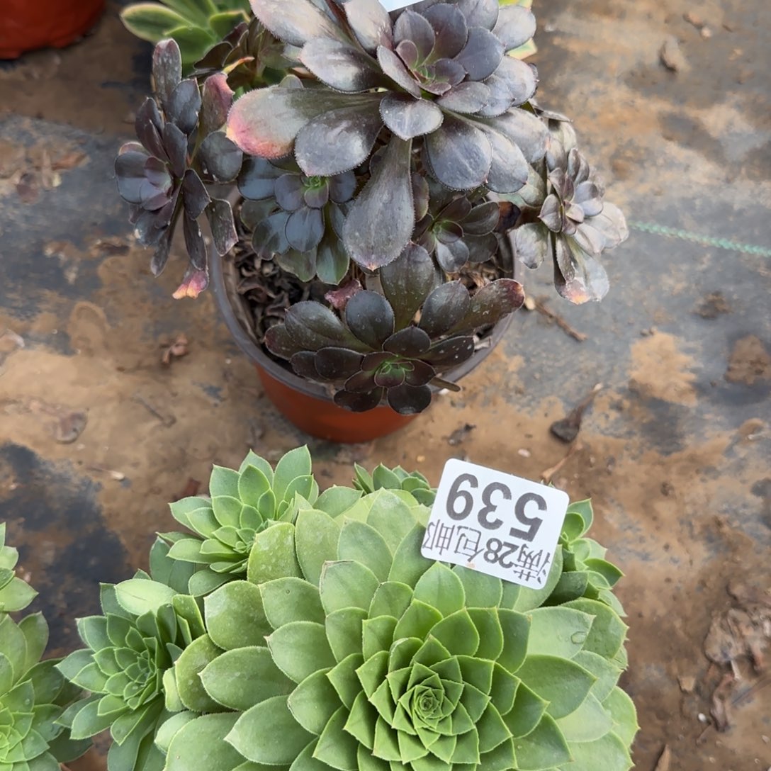 多肉539+540满28包邮断枝不包