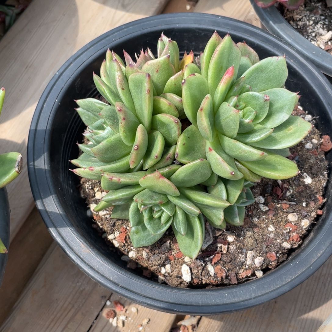 多肉植物多肉植物3016