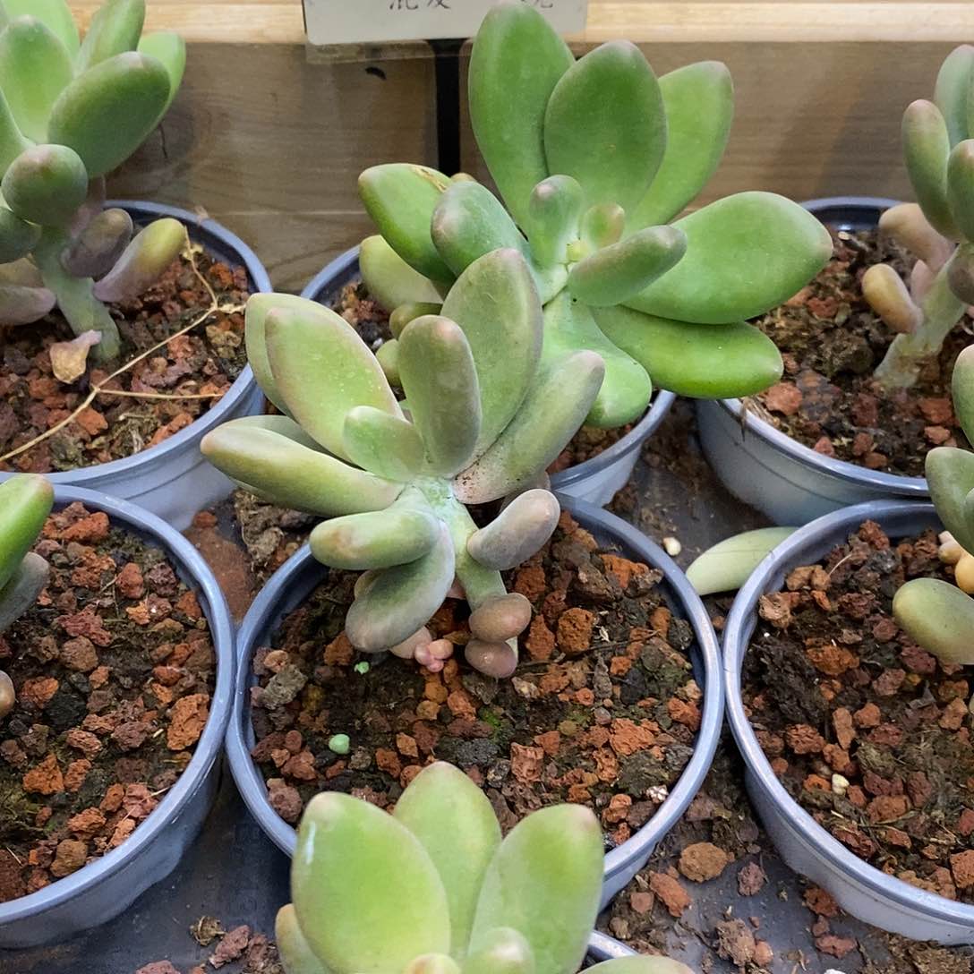 139。芒果奶。单双混发。