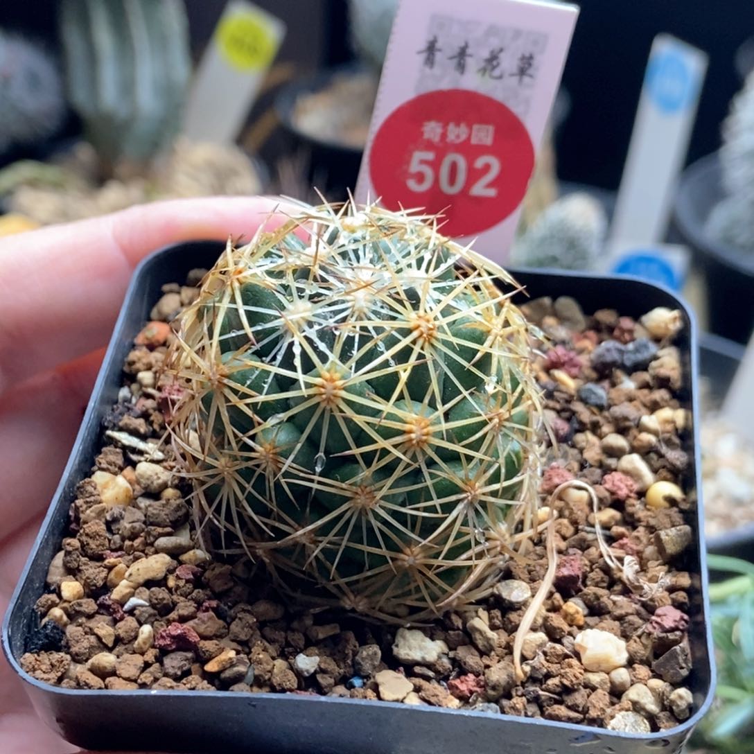 实生金刺狮子奋迅3.7cm