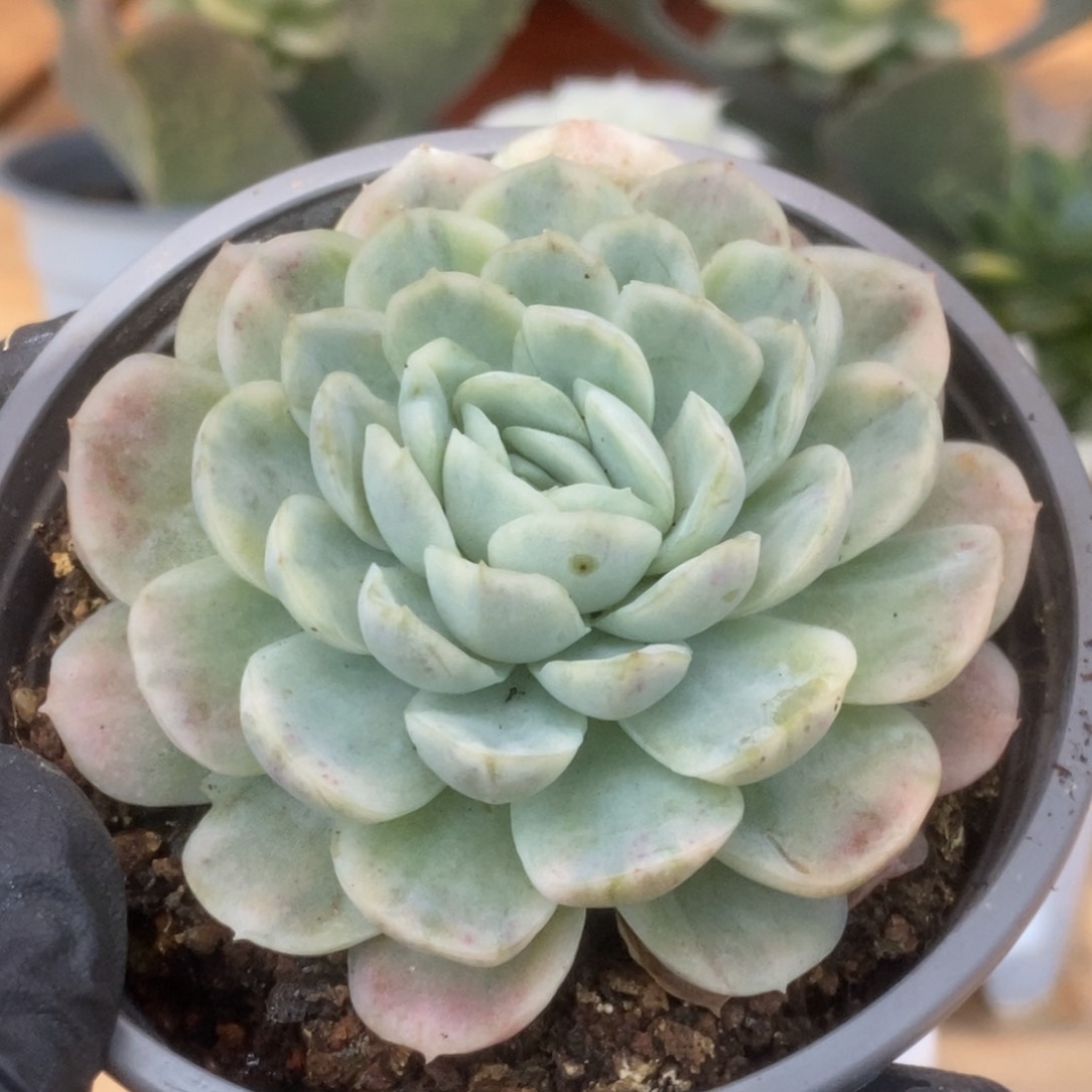 206贝瑞锦锦锦锦锦锦锦