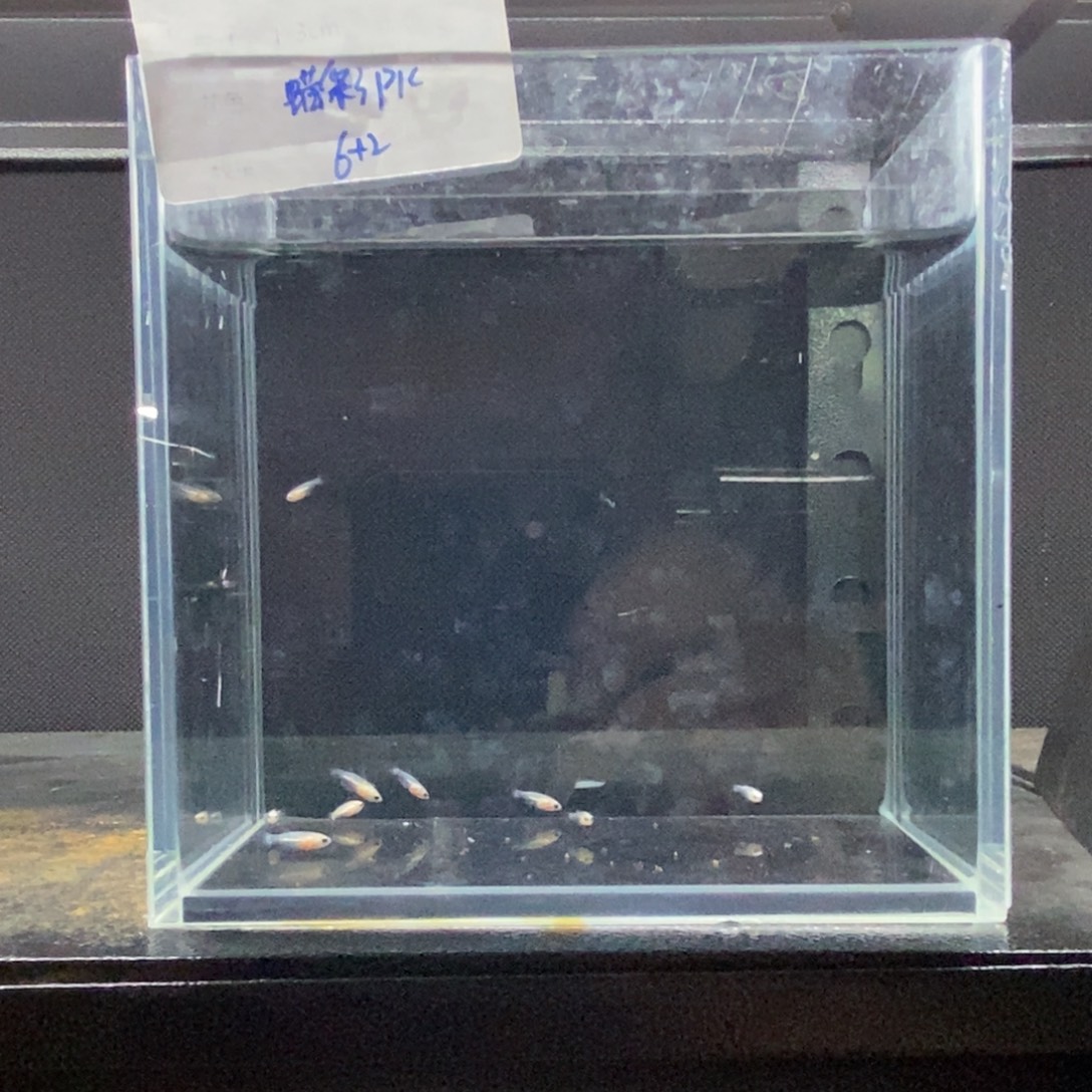 斗鱼包活不包损所见即所得009