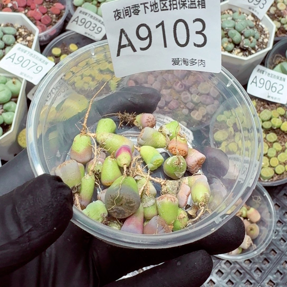 9103––零下地区需拍保温箱