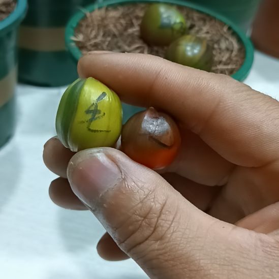 无花朵君子兰小苗君子兰小苗君子兰