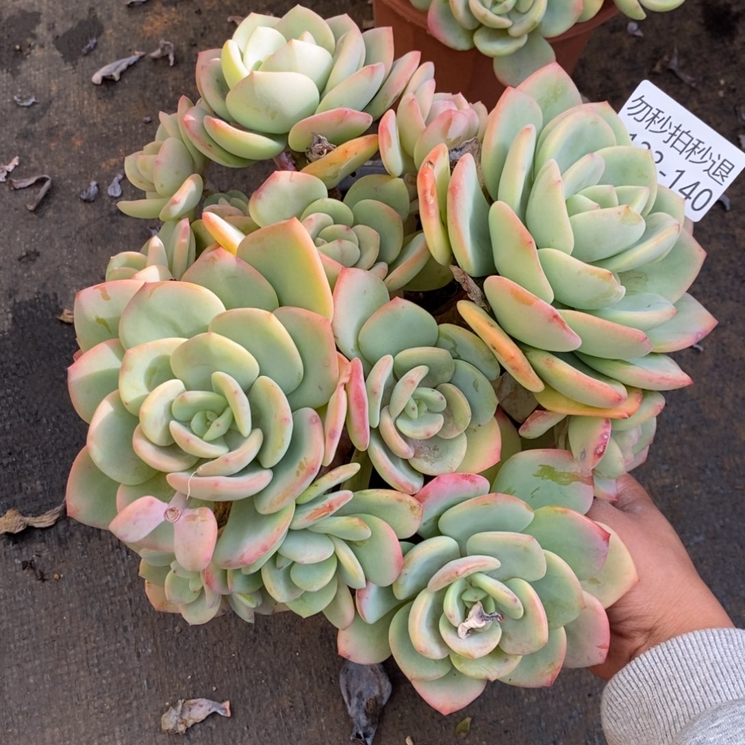 两单包邮1123-140白月光