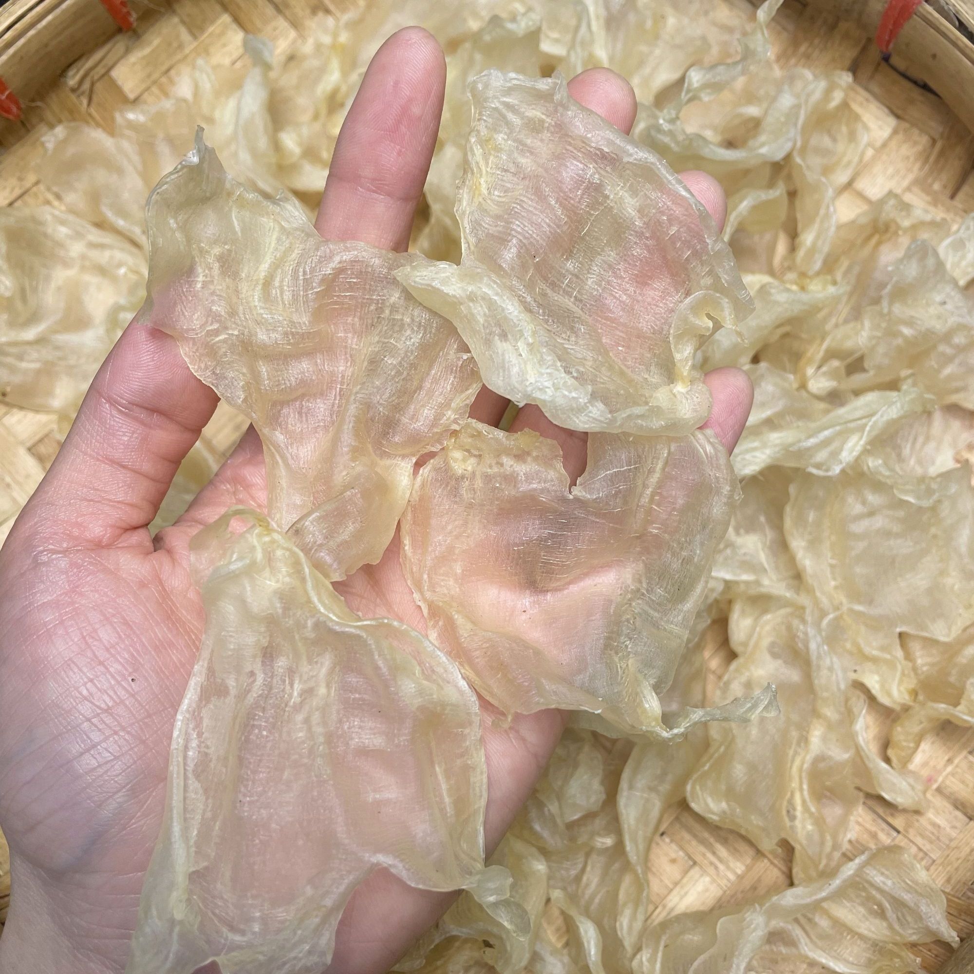 本港小白花无糖化0添加低腥款 鲜炖奶冻口感Q糯滋补花胶干货鱼胶 