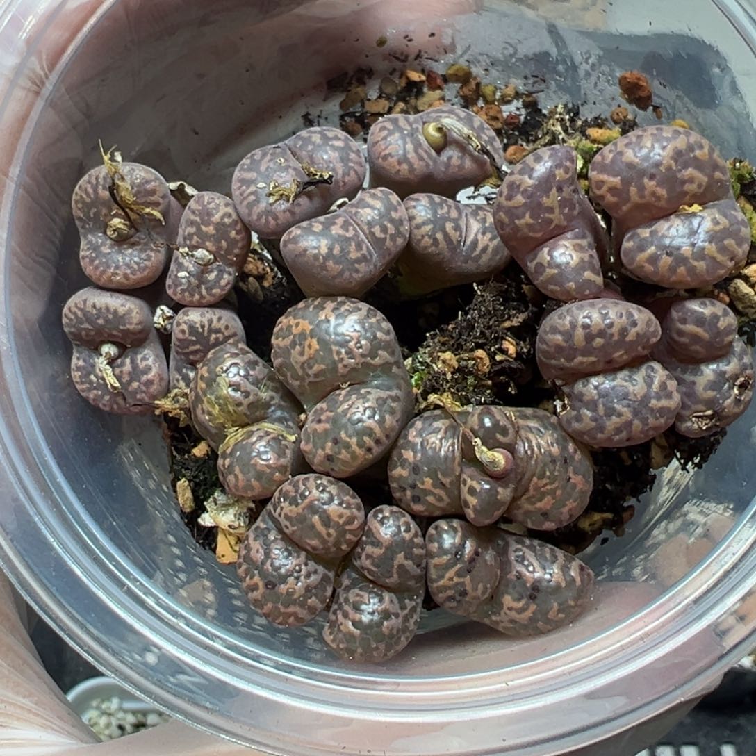 【闪购商品】020……